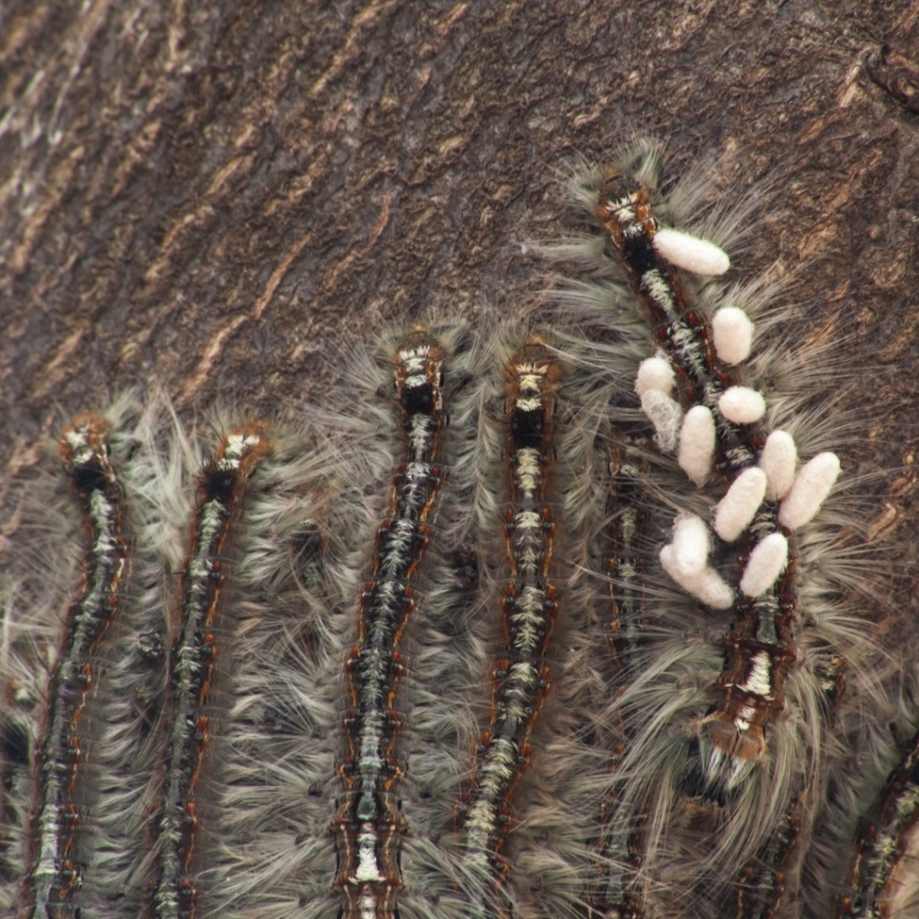 Edwards’ Wasp Moth Caterpillar