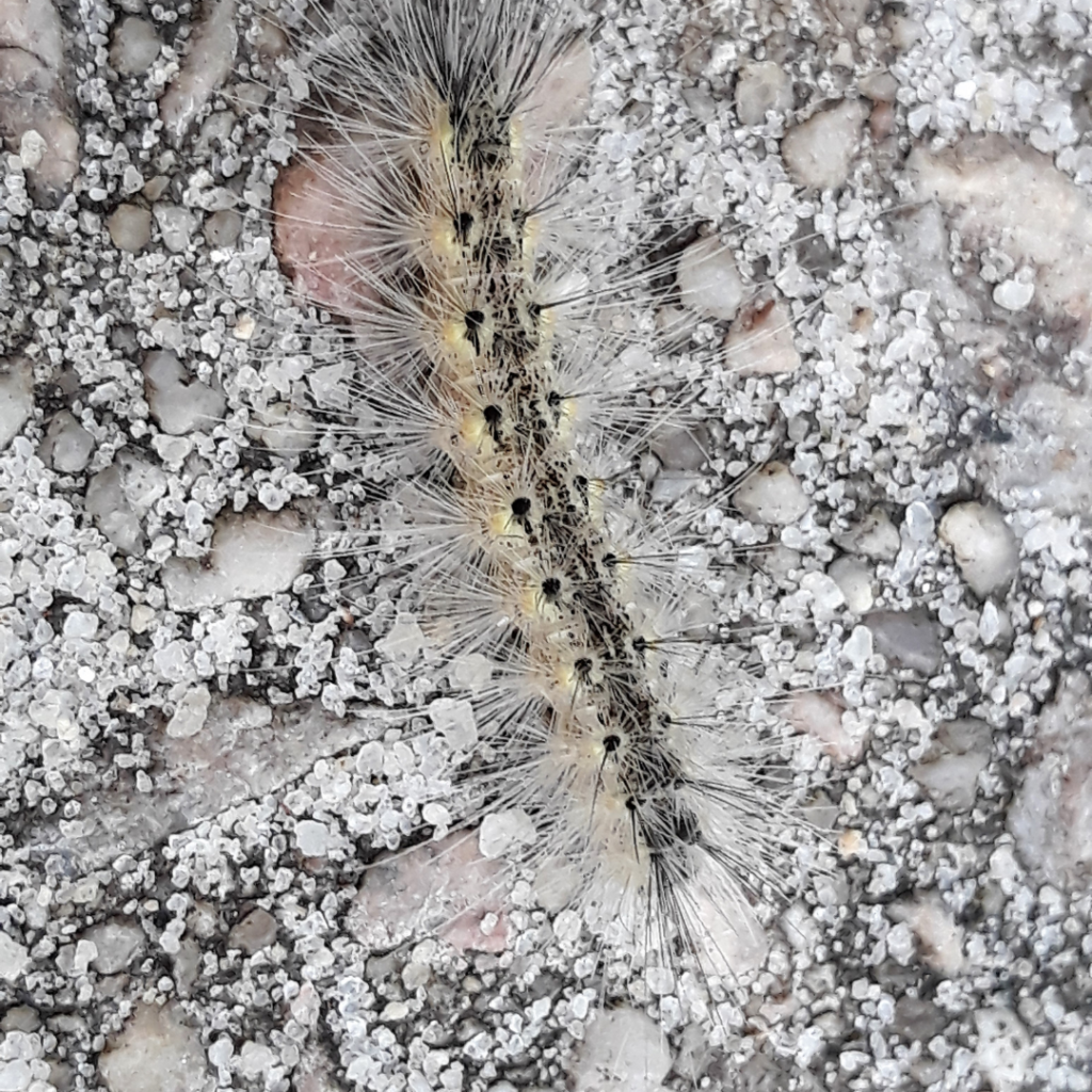 Fall Webworm Caterpillar