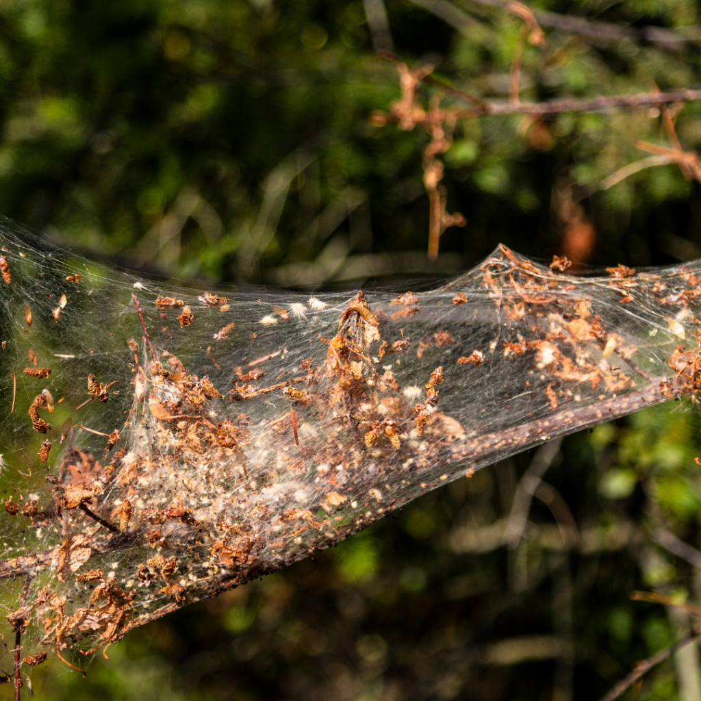 Fall Webworm Moth Caterpillar