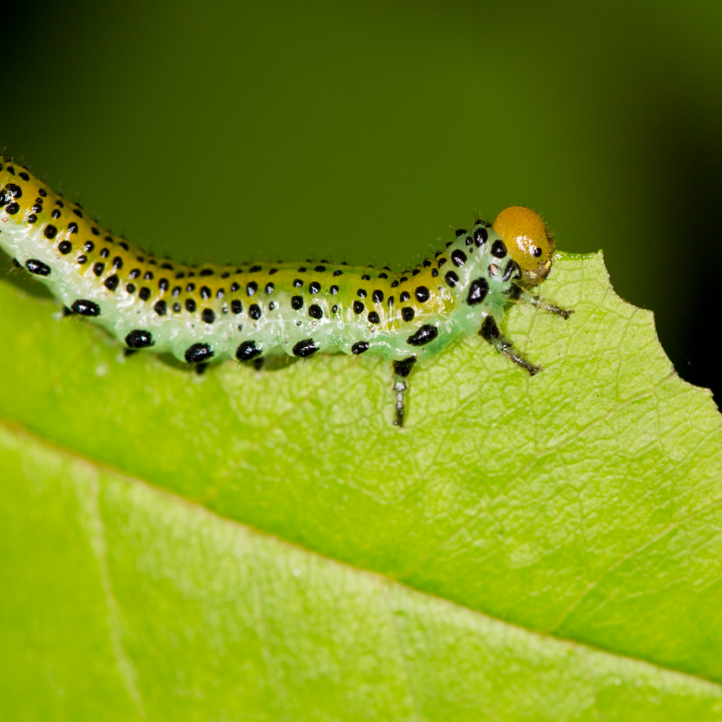 Figwort Sawfly Caterpillar