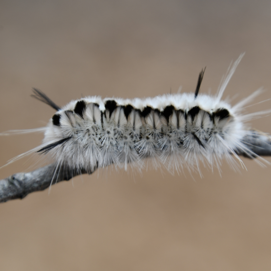 Hickory Tussock Moth Caterpillar