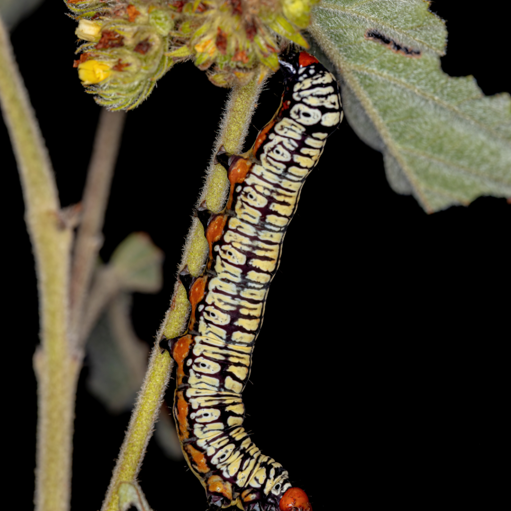 Hieroglyphic Moth Caterpillar