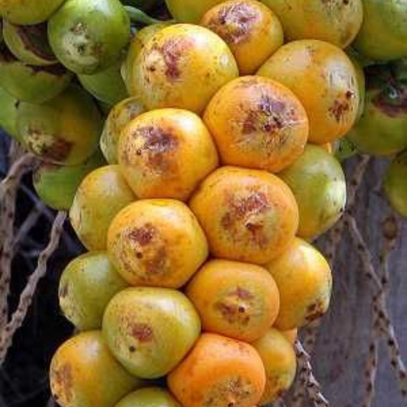 Jelly Palm Fruit