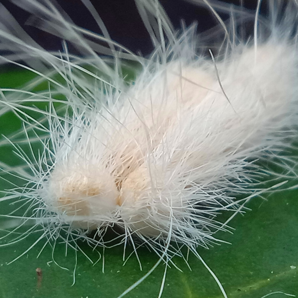 Laugher Caterpillar