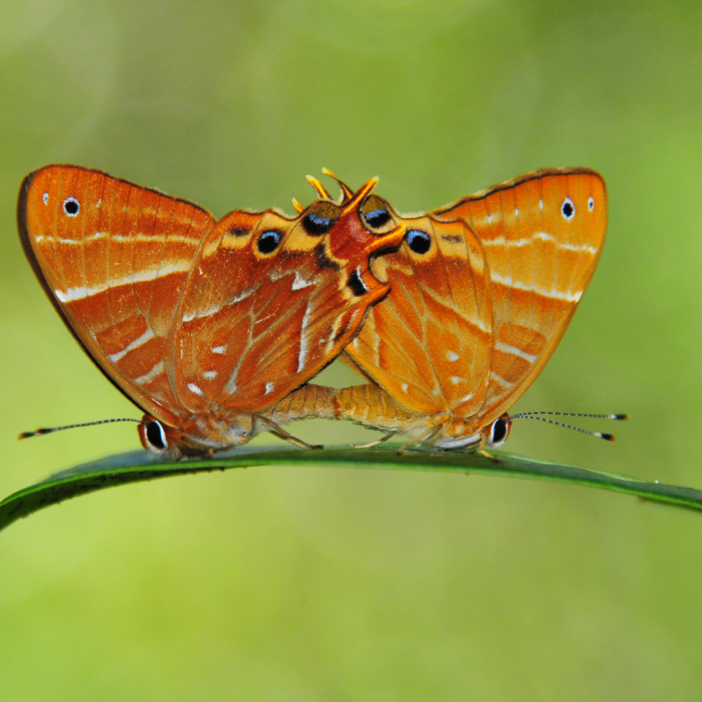 Little Metalmark Caterpillar