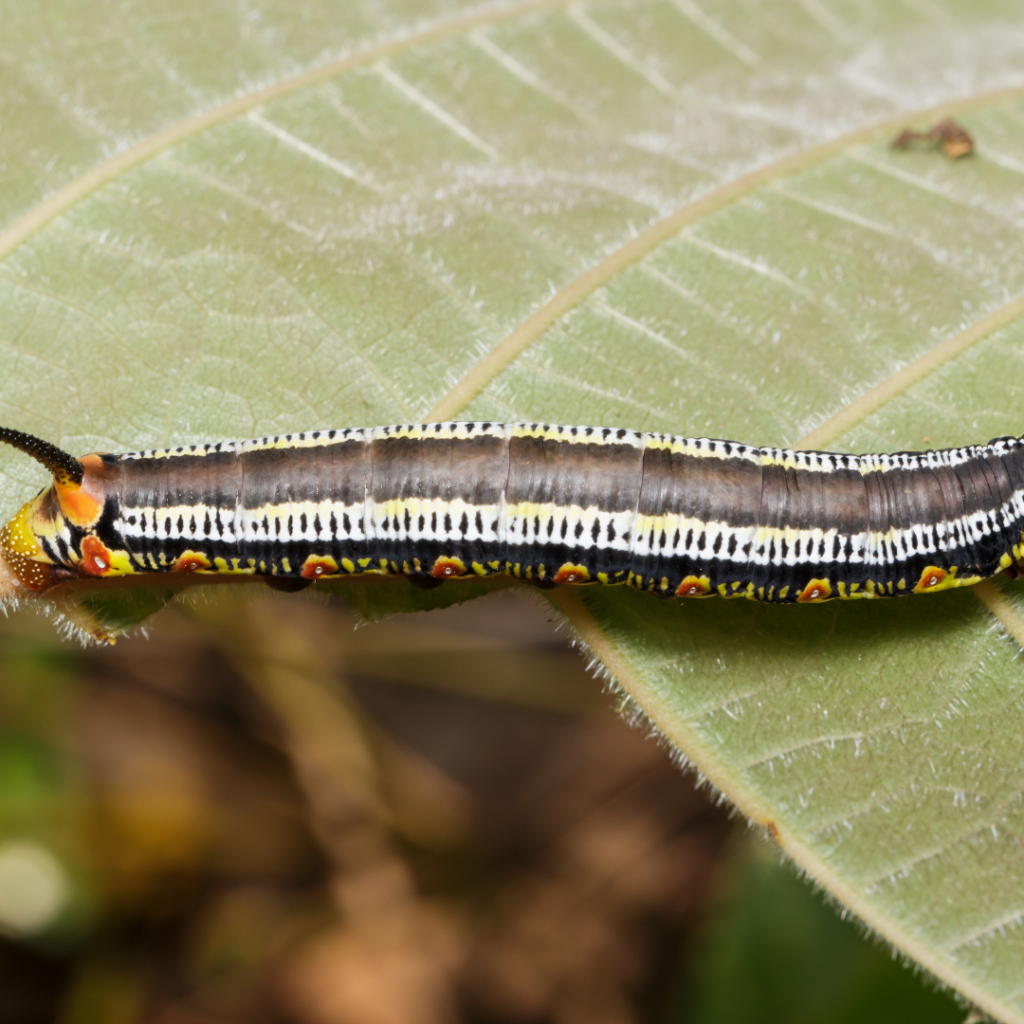 Mullein Moth Caterpillar