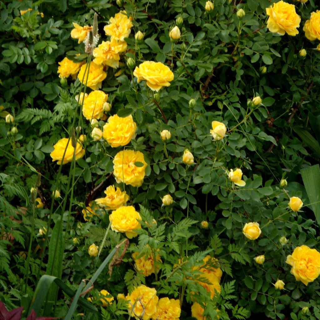persian flowers