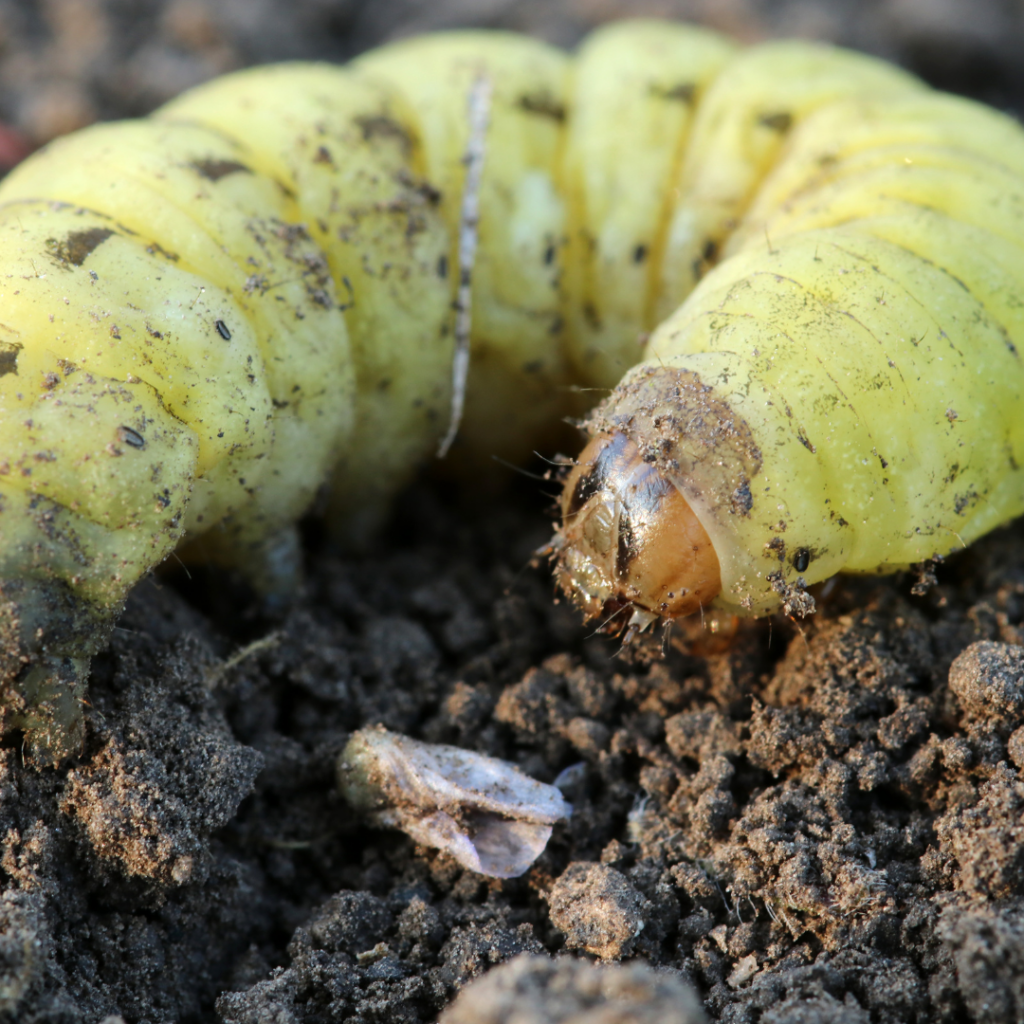 Planthopper Parasite Moth Caterpillar