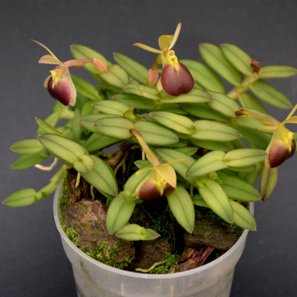 Porpax Verrucosa  plant