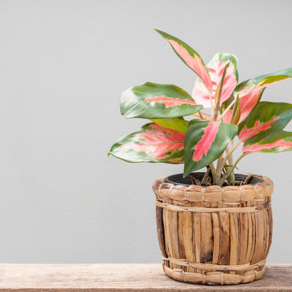 Red Chinese Evergreen Houseplant