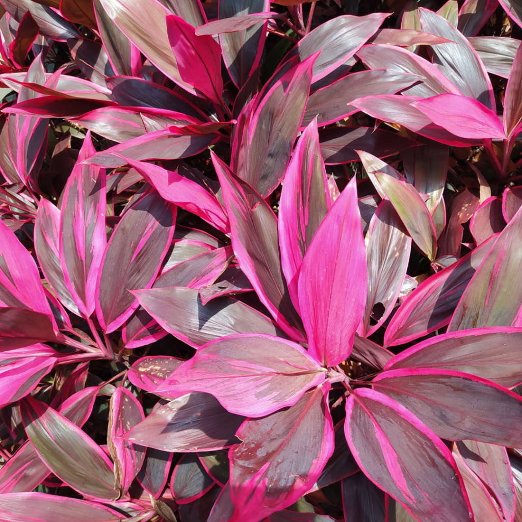 Red Fountain Cordyline