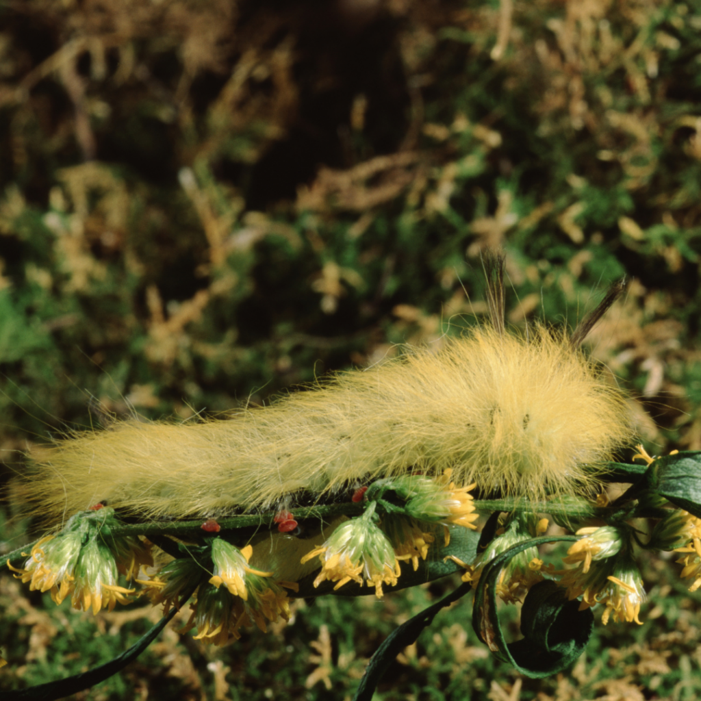 Spotted Apatelodes Caterpillar