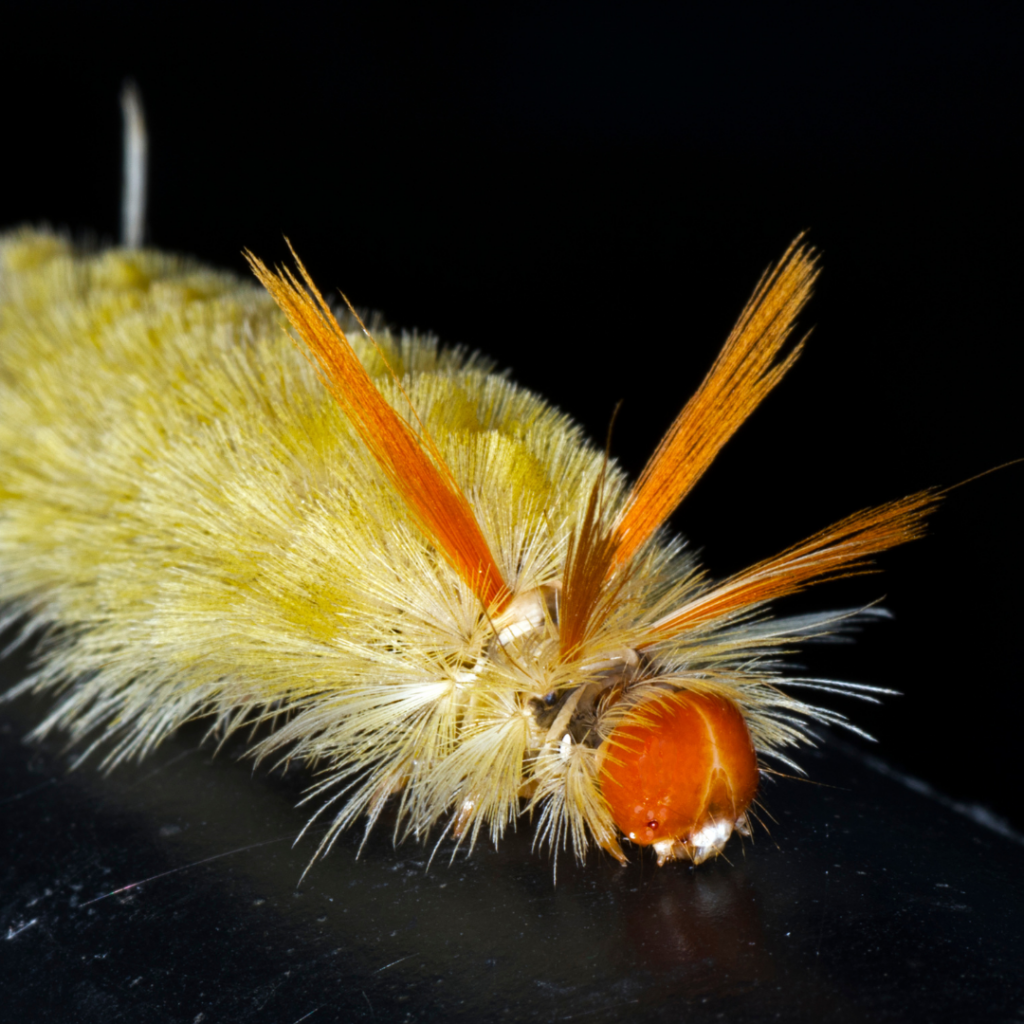 Sycamore Tussock Moth Caterpillar