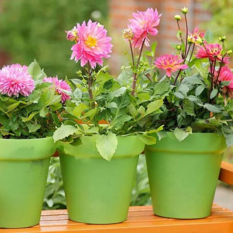 Dahlias Key Steps Tips Growing In Pots 