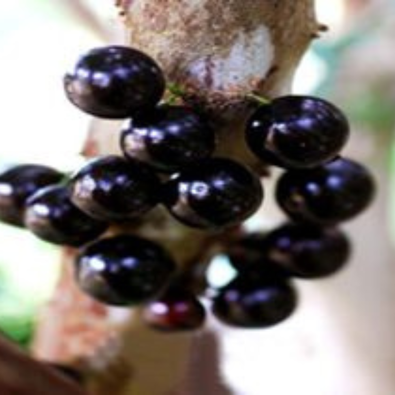 Jaboticaba Fruit