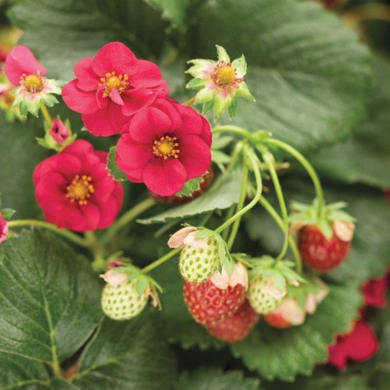 Strawberry (Fragaria Ananassa) 