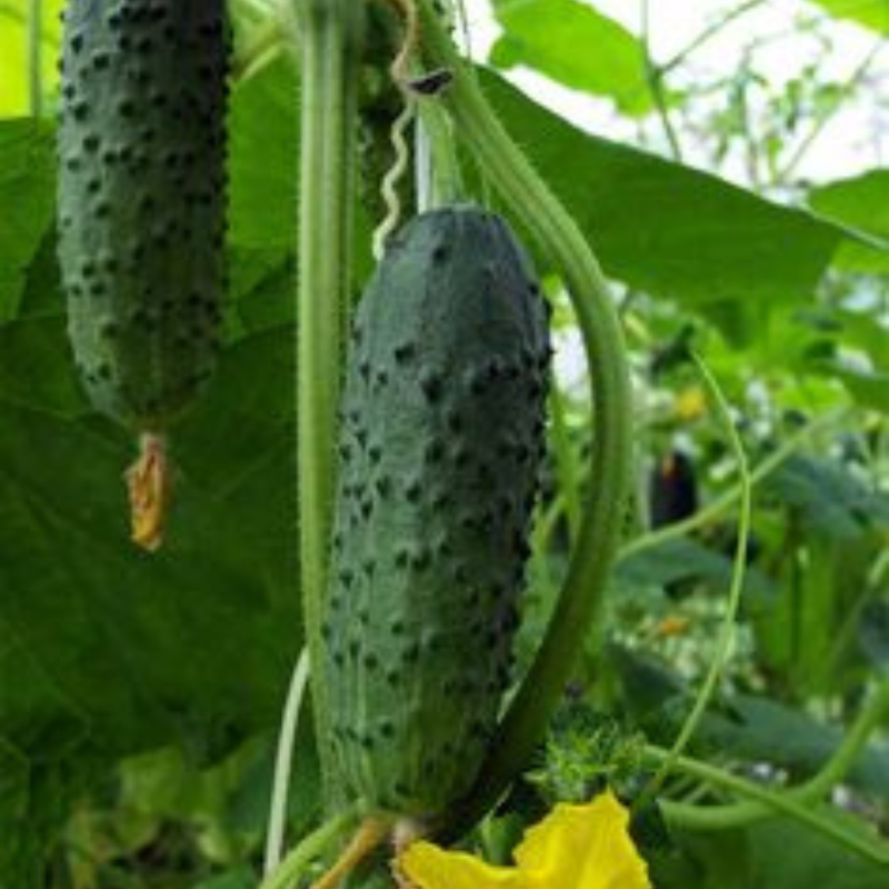 cucumbers-pollinate-garden
