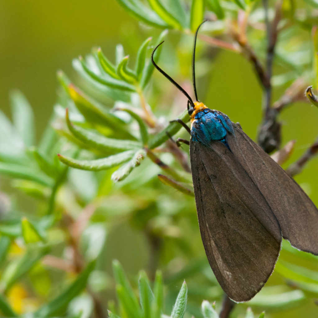 Virginia Ctenucha Moth Caterpillar