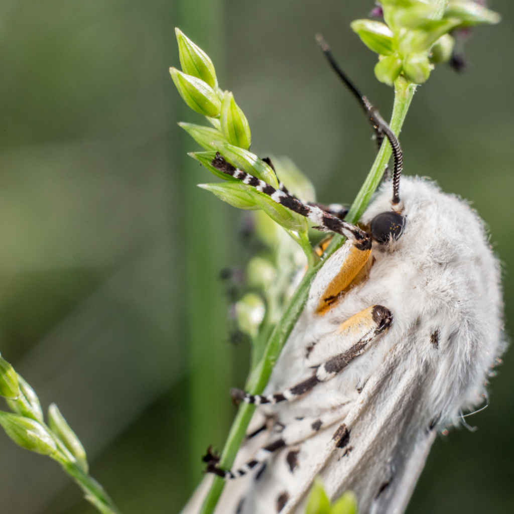 Virginian Tiger Moth Caterpillar