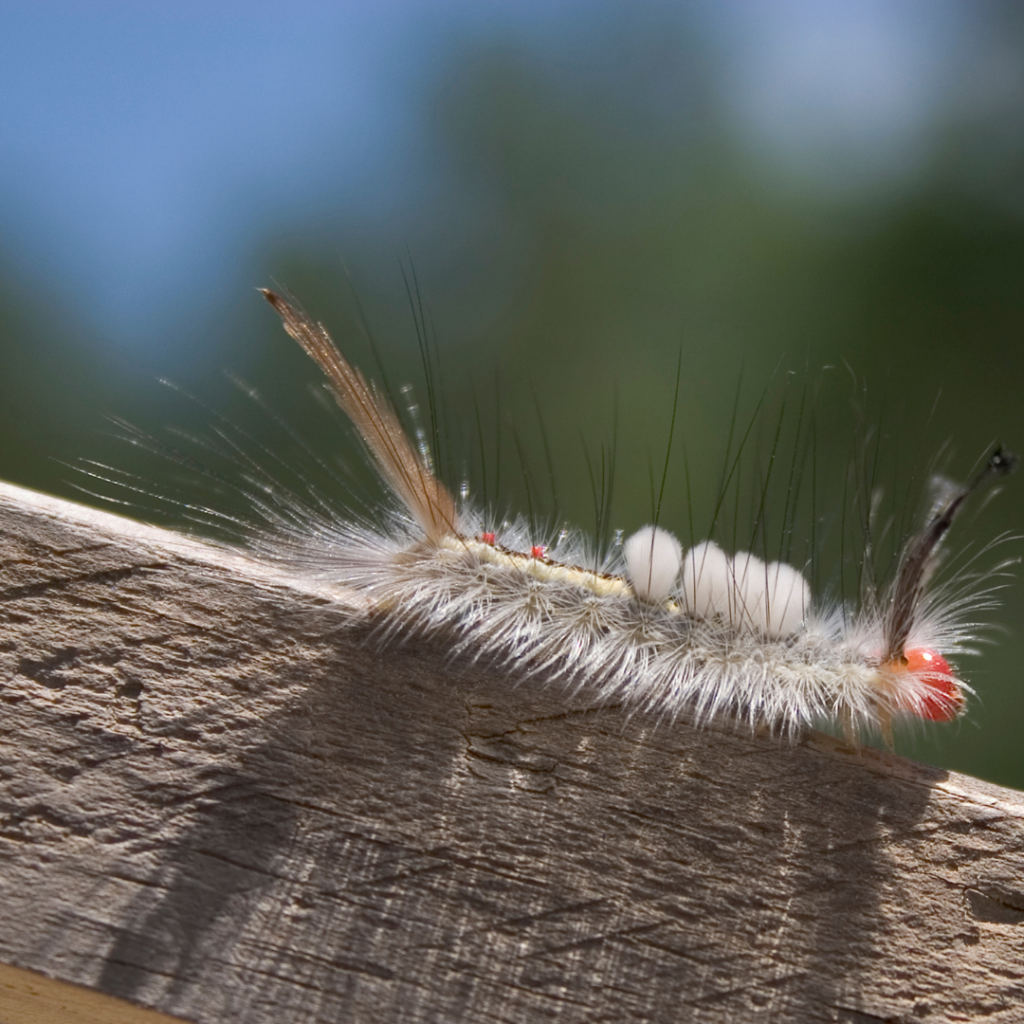 White-marked Tussock Moth Caterpillar