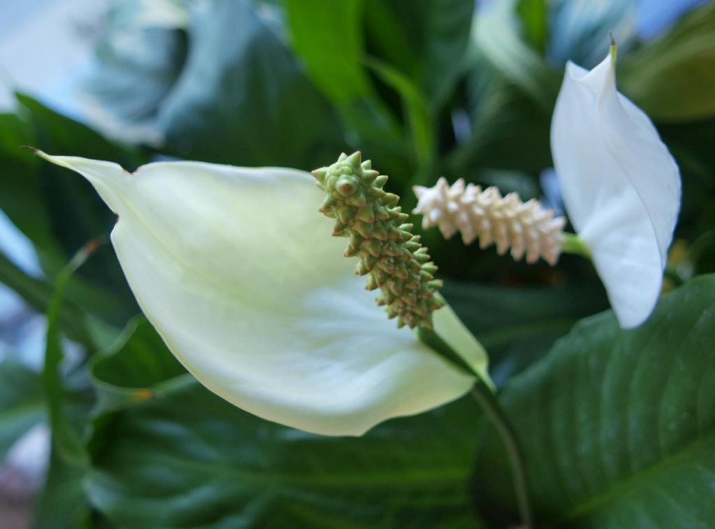 can peace lilies be planted outside